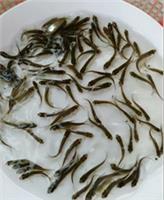魚類養殖技術探析