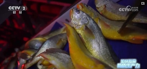 突破創(chuàng)新，藍(lán)色“智慧糧倉”——新質(zhì)生產(chǎn)力奏響魚類養(yǎng)殖澎湃新“樂章”