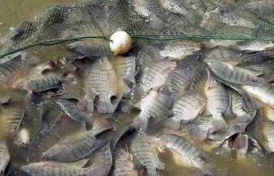 水質(zhì)改良劑研發(fā)大佬，30畝魚塘年入40萬，揭秘“富養(yǎng)”羅非魚的致富經(jīng)