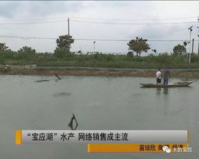 寶應(yīng)湖水產(chǎn) 網(wǎng)購直達的新鮮美味，背后的水質(zhì)改良劑科技